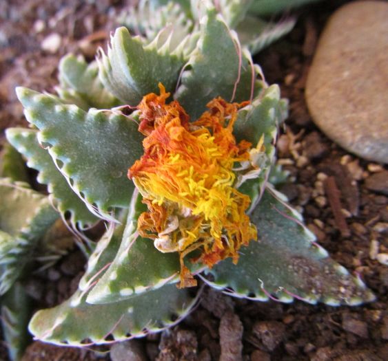 Faucaria tigrina - Aizoaceae