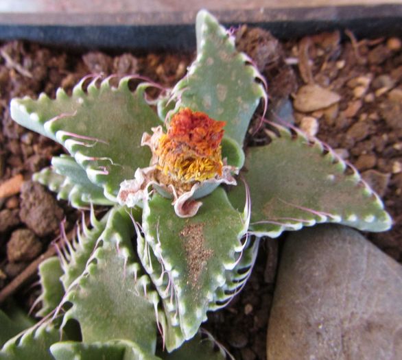 Faucaria tigrina