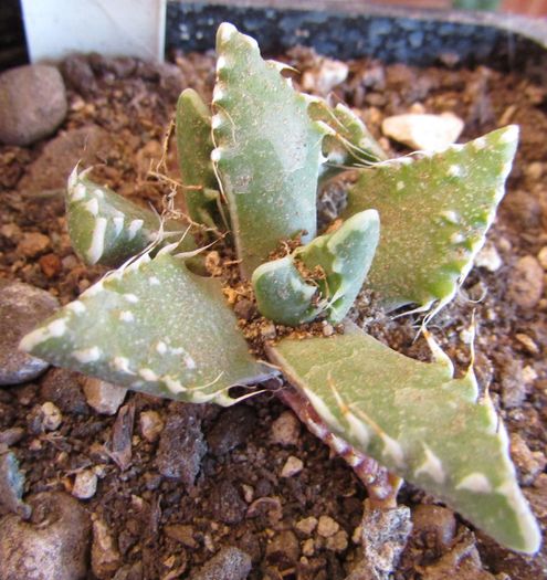 Faucaria tuberculosa - Aizoaceae