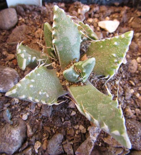 Faucaria tuberculosa - Aizoaceae