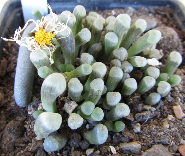 Fenestraria rhopalophylla ssp. aurantiaca