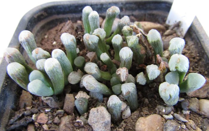 Fenestraria rhopalophylla ssp. aurantiaca - Aizoaceae