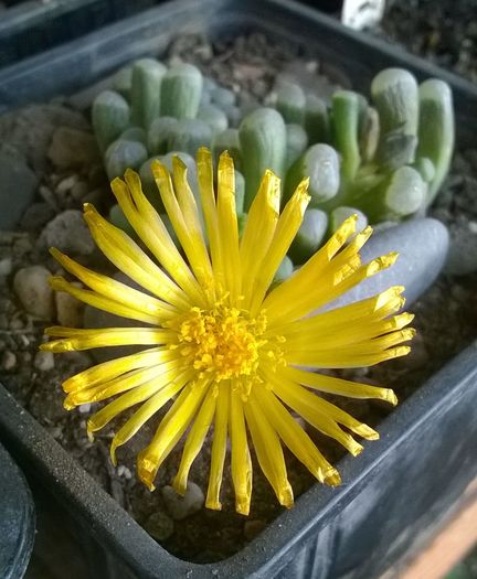 Fenestraria rhopalophylla ssp. aurantiaca - Aizoaceae