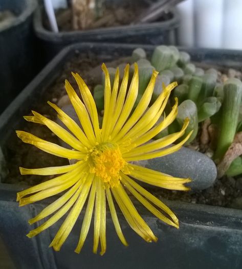 Fenestraria rhopalophylla ssp. aurantiaca