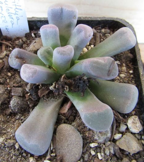 Frithia pulchra