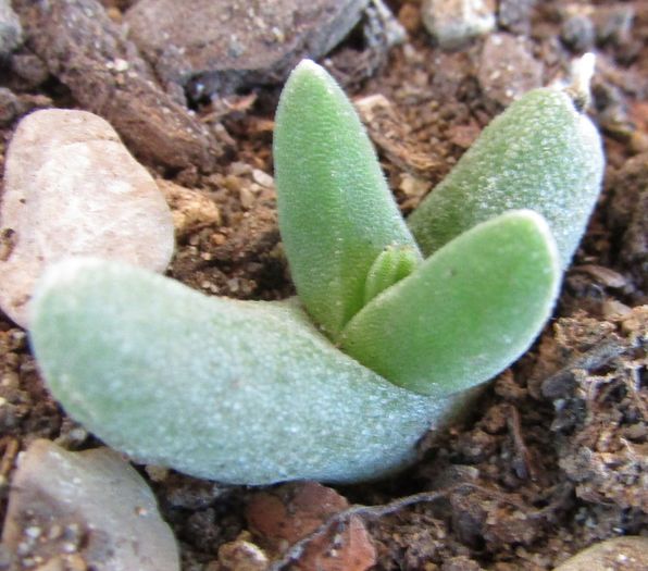 Gibbaeum haaglenii