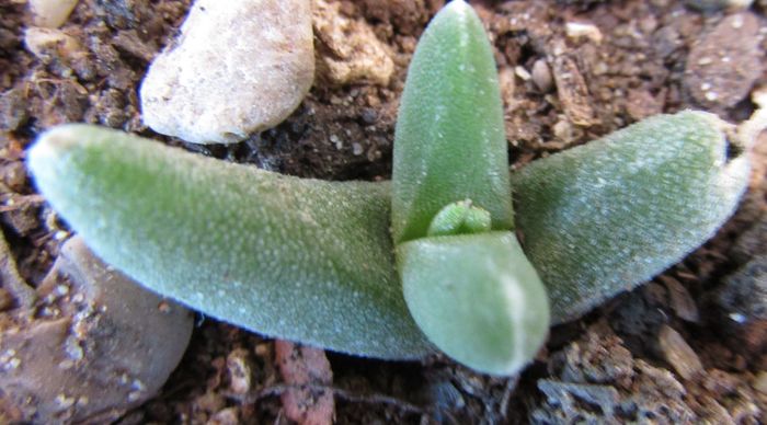 Gibbaeum haaglenii