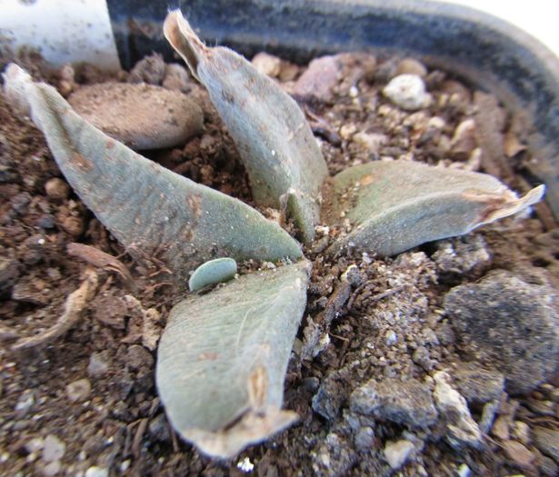 Gibbaeum velutinum - Aizoaceae