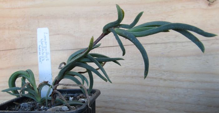 Lampranthus spectabilis - Aizoaceae