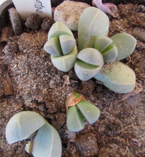 Lapidaria margaretae - Aizoaceae
