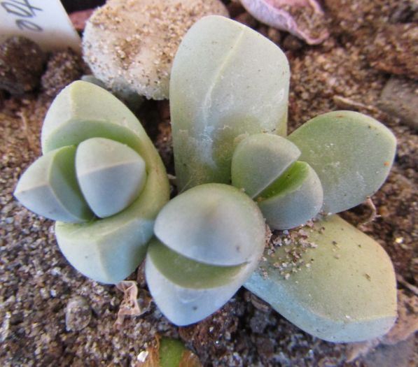 Lapidaria margaretae - Aizoaceae
