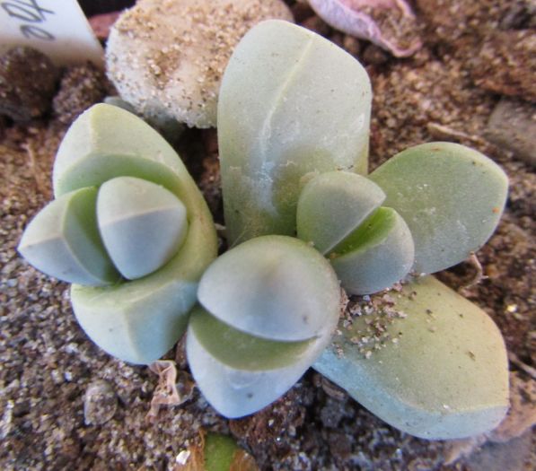 Lapidaria margaretae