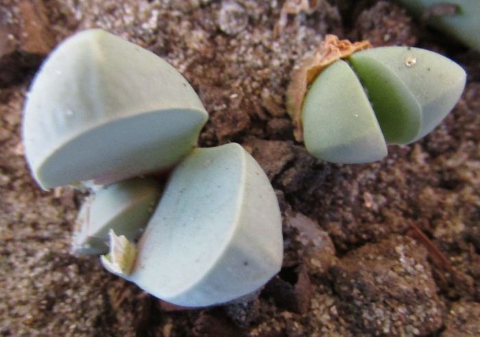 Lapidaria margaretae - Aizoaceae