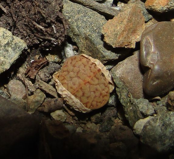 Lithips terricolor - Aizoaceae