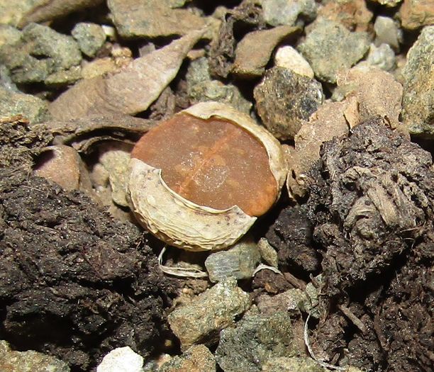 Lithops aucampiae