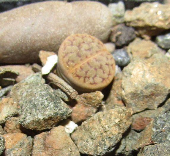 Lithops dinteri