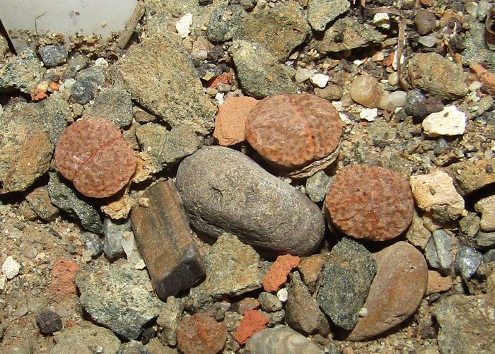 Lithops fulviceps - Aizoaceae