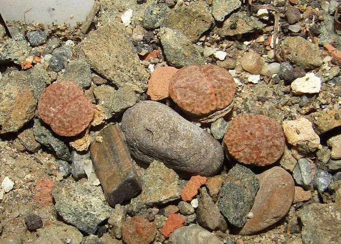 Lithops fulviceps