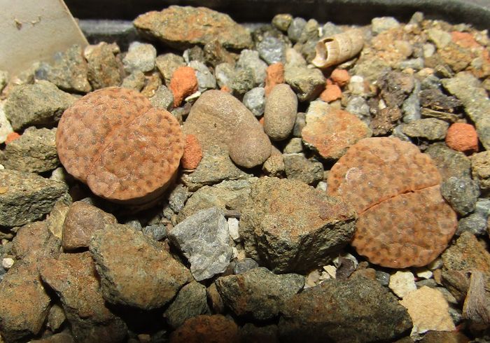 Lithops fulviceps - Aizoaceae