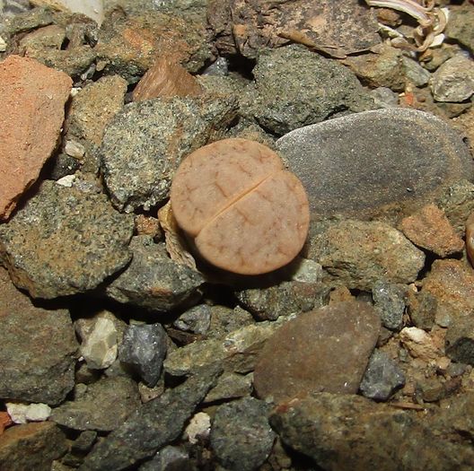Lithops gracilidelineata