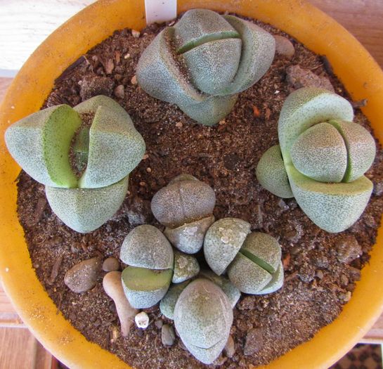 Pleiospilos nelii - Aizoaceae