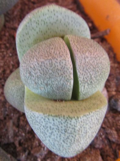 Pleiospilos nelii - Aizoaceae