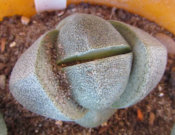 Pleiospilos nelii - Aizoaceae