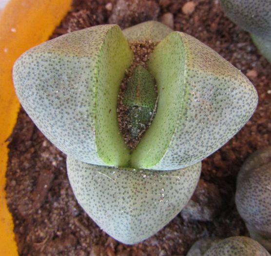 Pleiospilos nelii