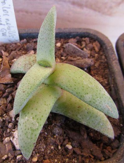 Pleiospilos nobilis - Aizoaceae