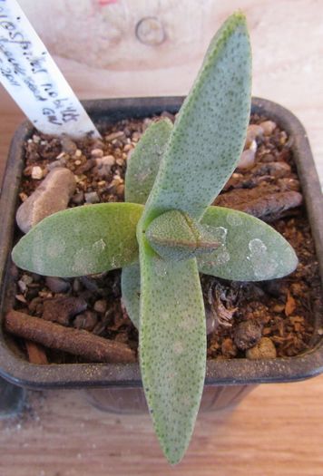 Pleiospilos nobilis - Aizoaceae