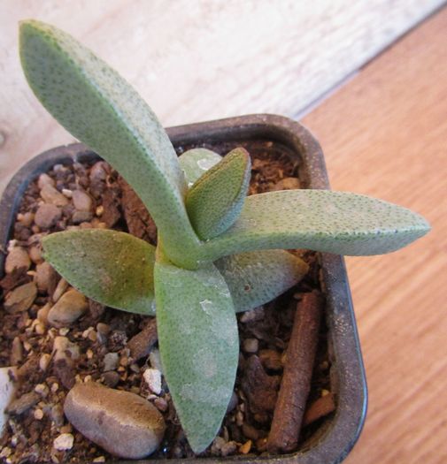 Pleiospilos nobilis - Aizoaceae