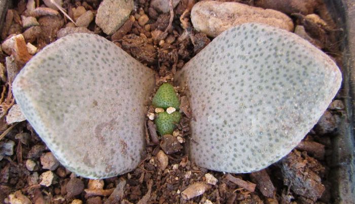 Pleiospilos simulans - Aizoaceae