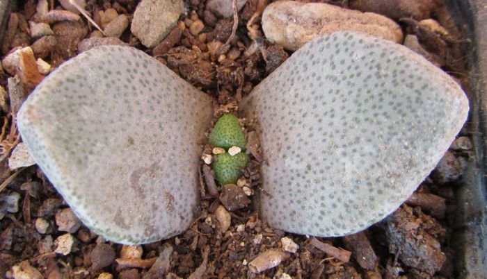 Pleiospilos simulans