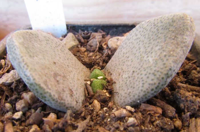 Pleiospilos simulans - Aizoaceae