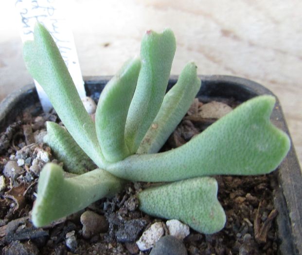 Rhombophyllum dolabriforme - Aizoaceae