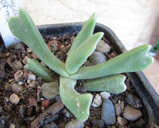 Rhombophyllum dolabriforme - Aizoaceae