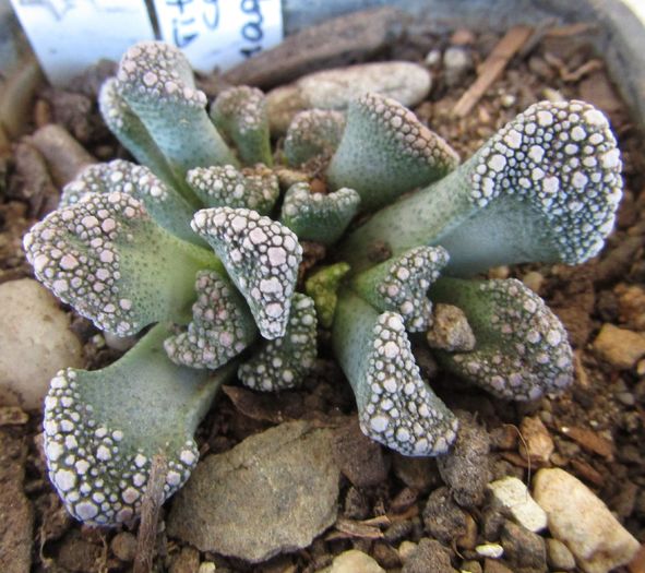 Titanopsis calcarea SB1111 Magersfontein - Aizoaceae