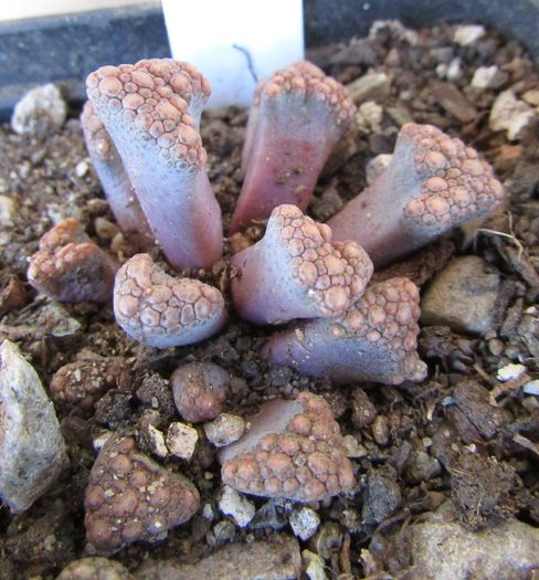Titanopsis hugo-schlechteri