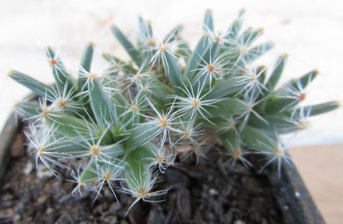 Trichodiadema densum