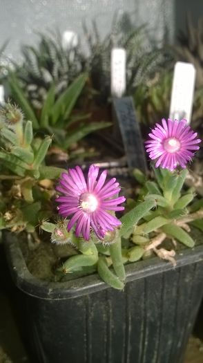 Trichodiadema stelatum - Aizoaceae