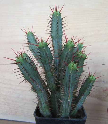 Euphorbia atrispina