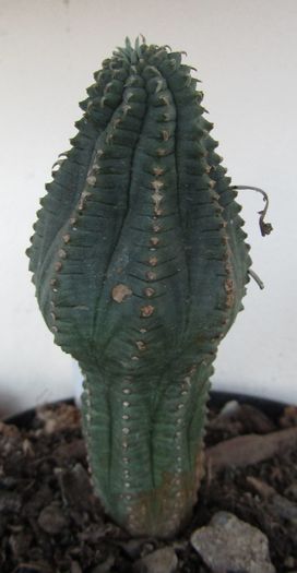 Euphorbia echinata - Euphorbia