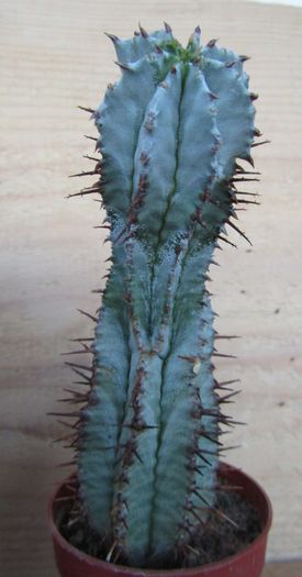 Euphorbia horrida "Blue form'