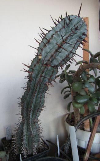 Euphorbia horrida - Euphorbia