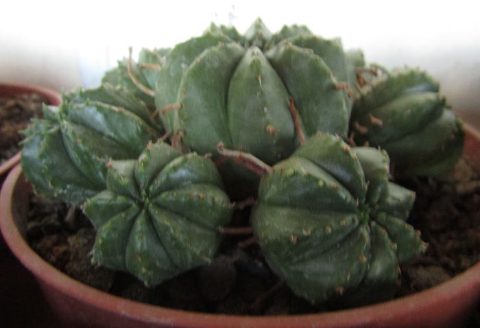Euphorbia meloformis - Euphorbia