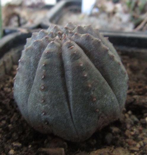 Euphorbia obesa - Euphorbia