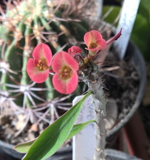 Euphorbia millii Sweet orange - Euphorbia
