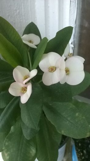 Euphorbia millii - Euphorbia