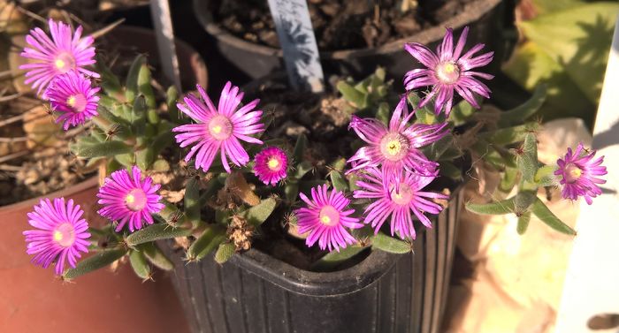 Trichodiadema stelatum - Aizoaceae