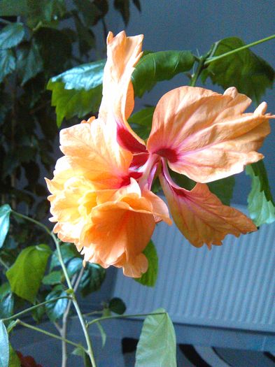 29.03.2016 - Hibiscus El Capitolio Orange